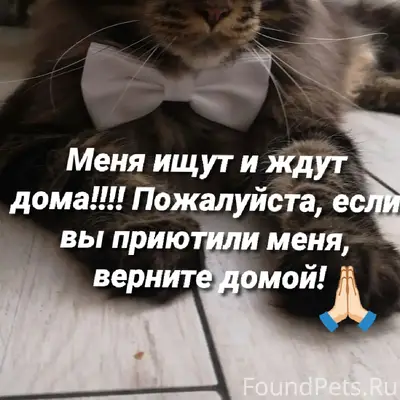 Пропал наш любимый кот, мы правда его очень ищем, он обычно ни кому не даёт к себе приблизиться, прошу, посмотрите может у кого-то появился кот неожиданно, или на улице заметили