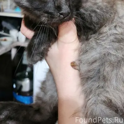 Найден котёнок, двор