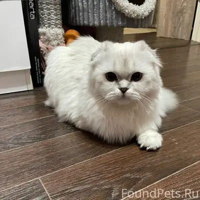 Пропал вислоухий кот, Орехово-Зуево
