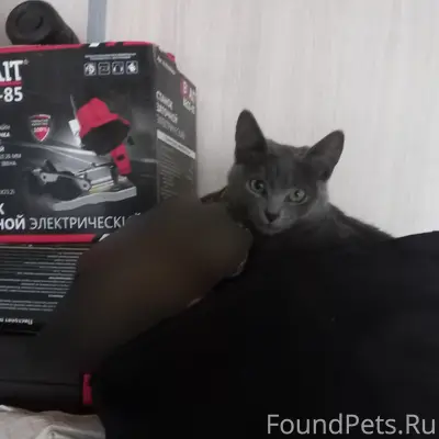 Пропала кошка, серая с белым пятном