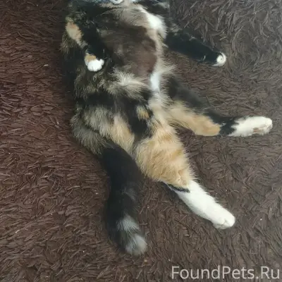 Пропала кошка Клёпа, ул. Угловая