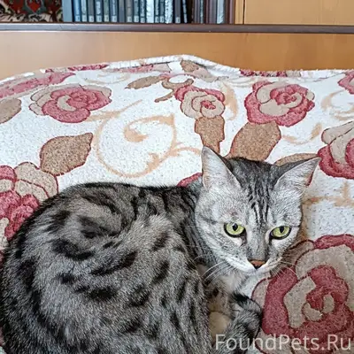 Пропала кошка, Большой бульвар, 6
