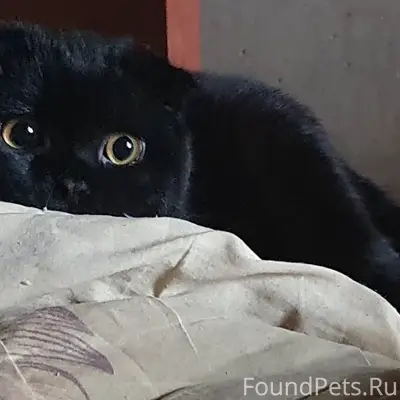 Пропал вислоухий шотландец Виски, Турынино 3
