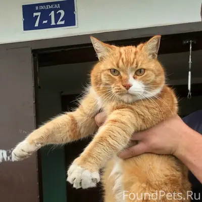 Пропал кот Кокос, в районе гэс