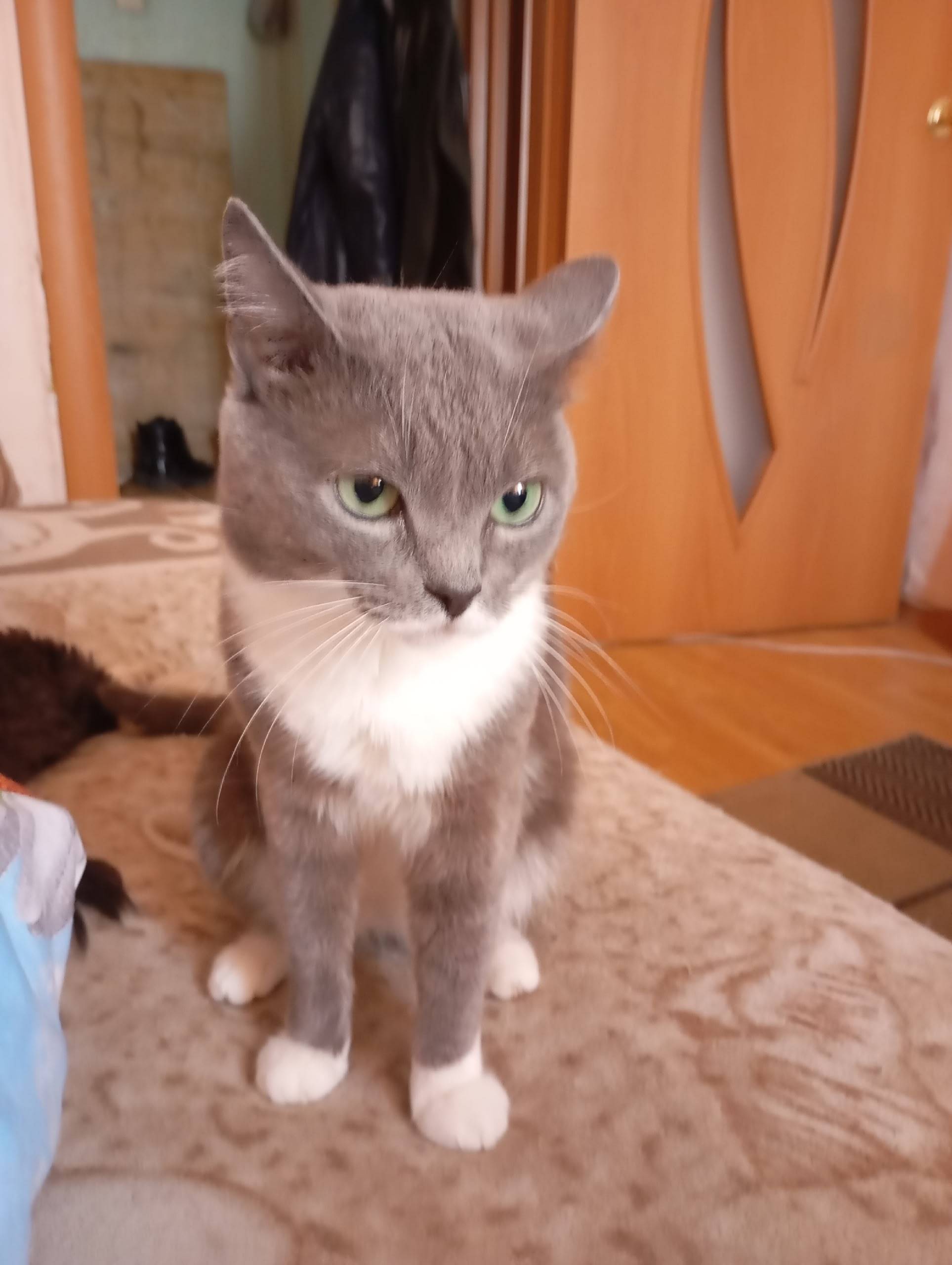Найден кот Барсик