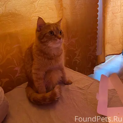 Пропал рыжий кот Персик, район зелёного рынка