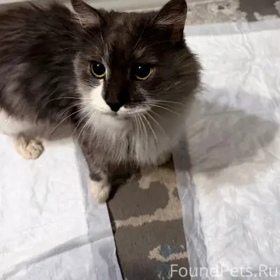 Найдена кошка, ул. Молодёжная 24