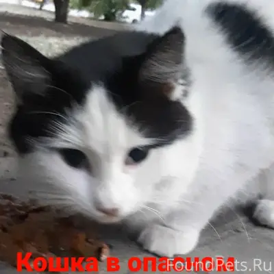 Найдена кошка, Ростов/Д сжм