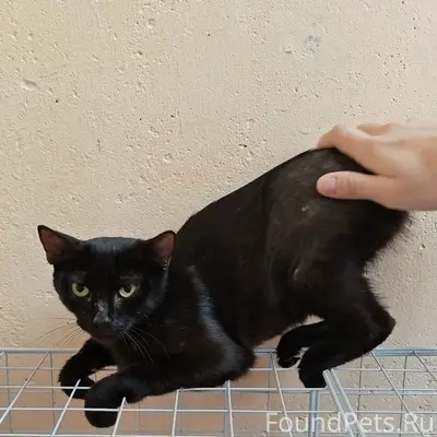 Пропала кошка, улица Тропинина