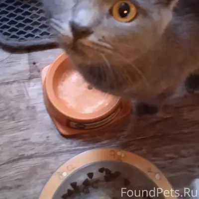 Найдена кошка, русская голубая