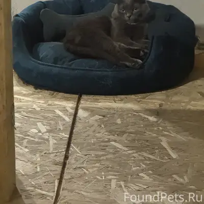Пропал серый кот.  Зовут Тигр . 