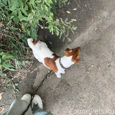 Пропала собака породы Джек Рассел