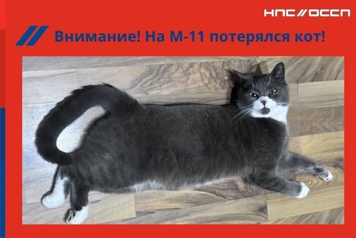 Пропал кот, М11, 405 км
