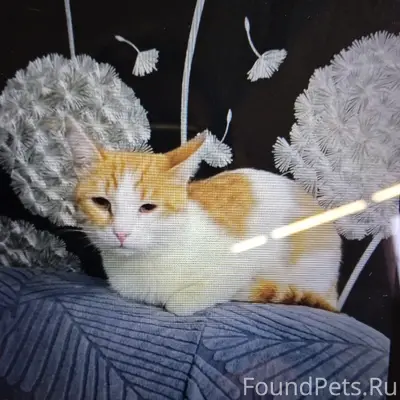 Найден рыжий с белым кот, около Т. Ц. «Дюны»