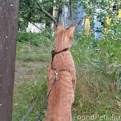 Пропал кот Фёдор
