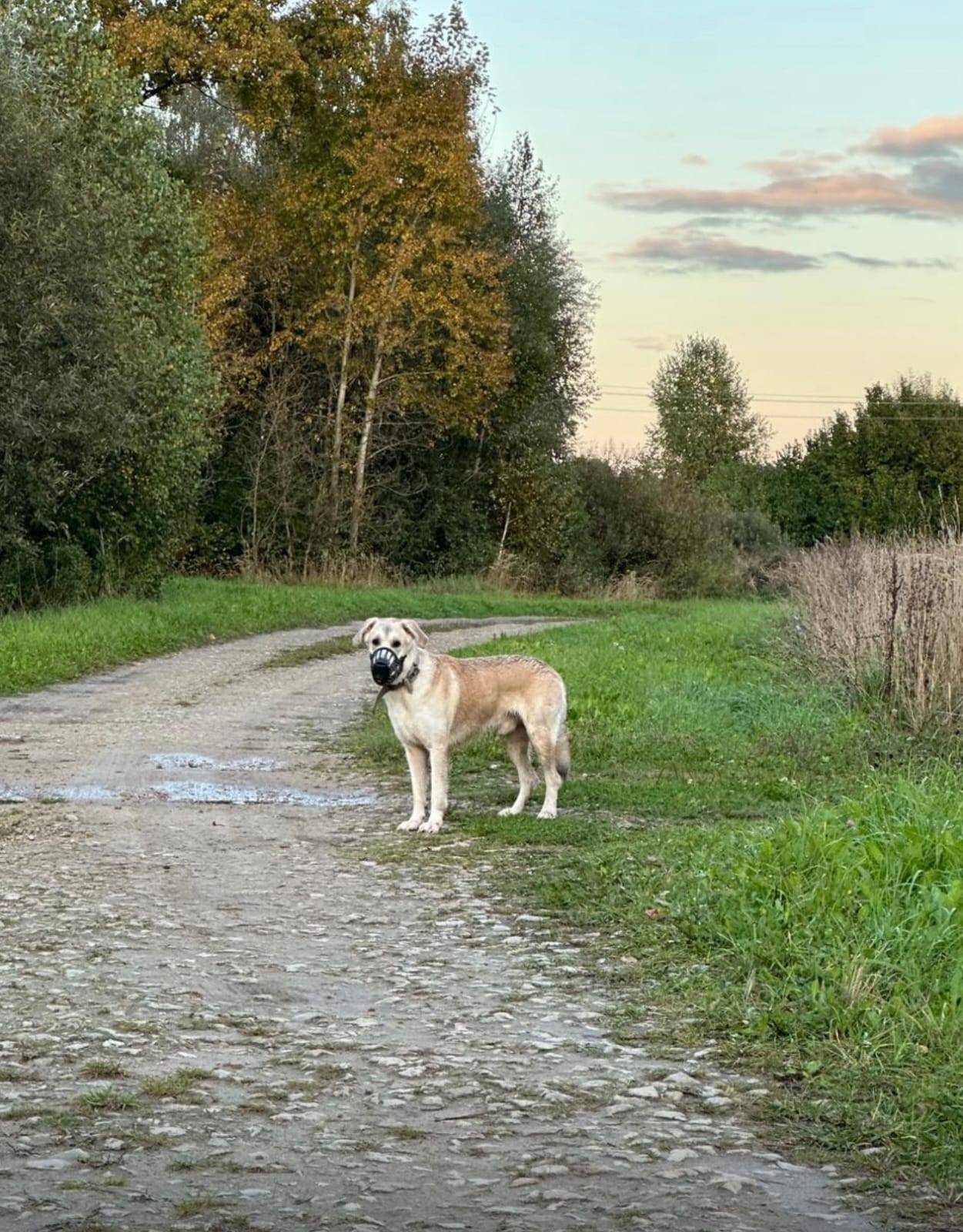 Пропал пёс, Марий Эл