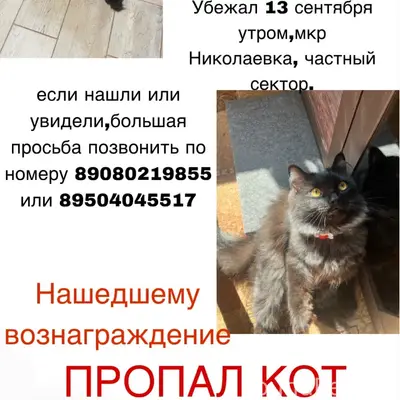 Пропал кот, Николаевка