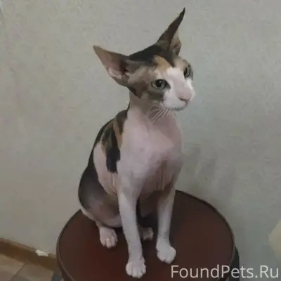 Найдена кошка, Восточная 27, 29, 29/1