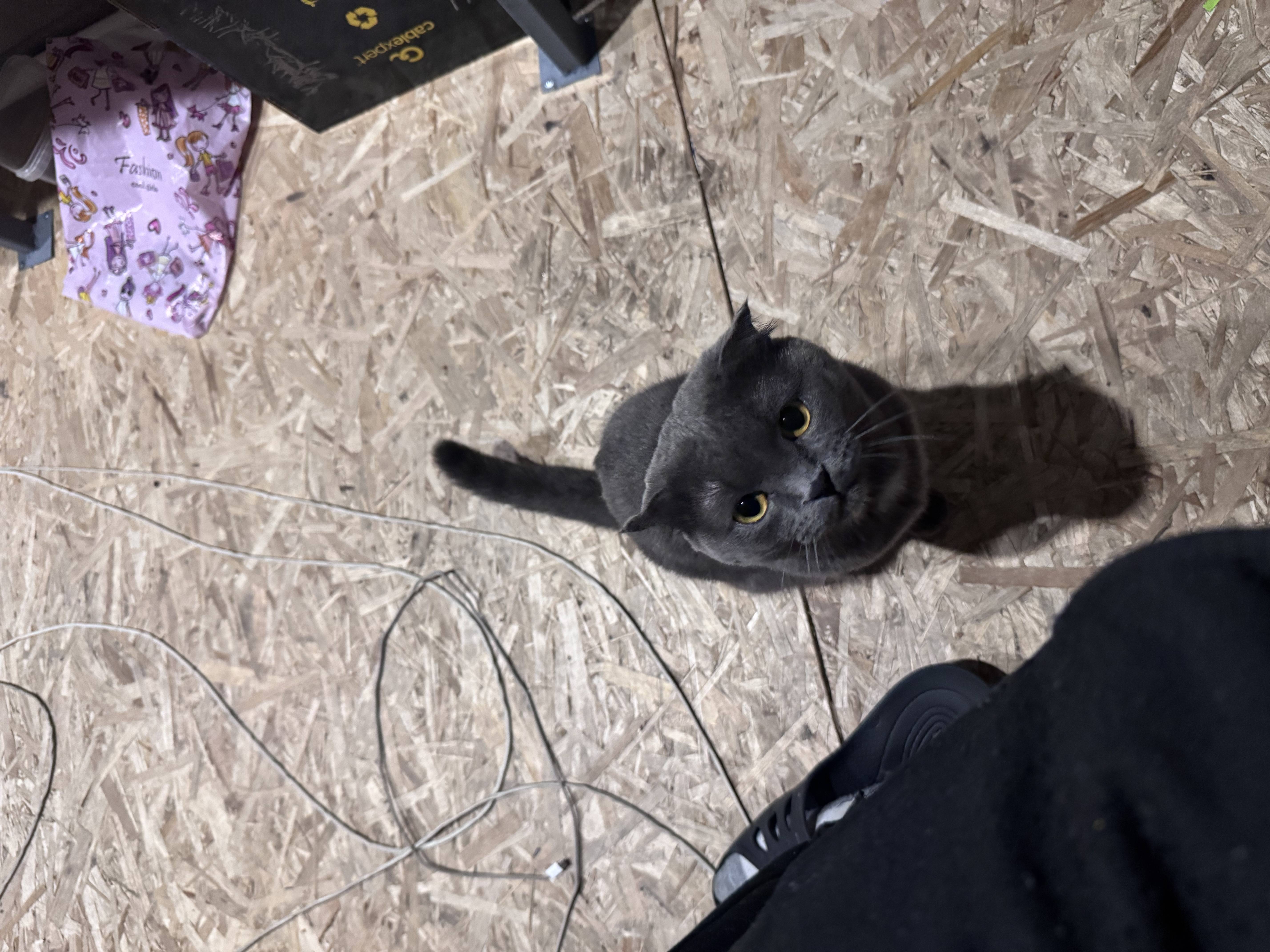 Пропал кот тигр 