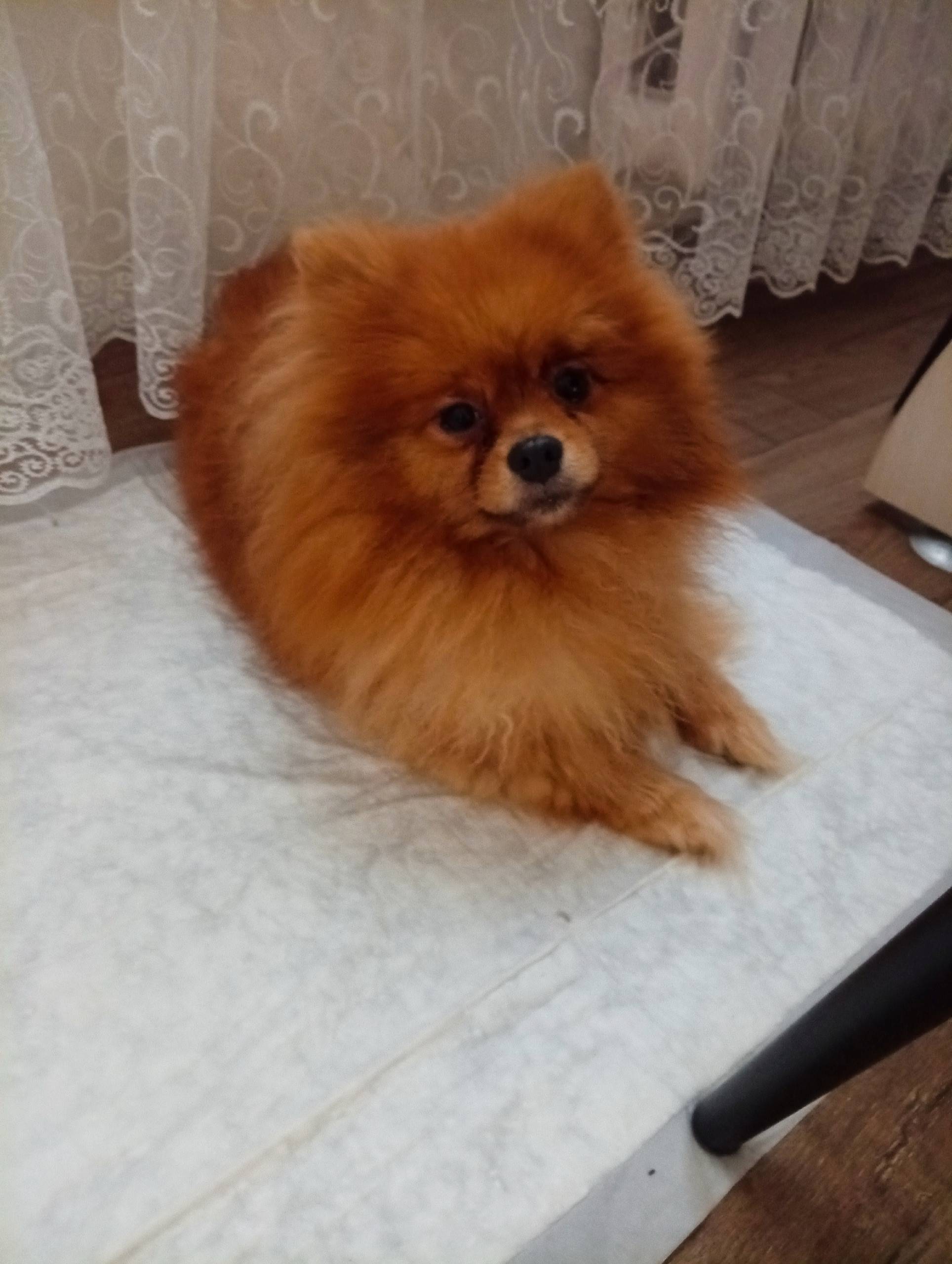 Найден шпиц, Боровое