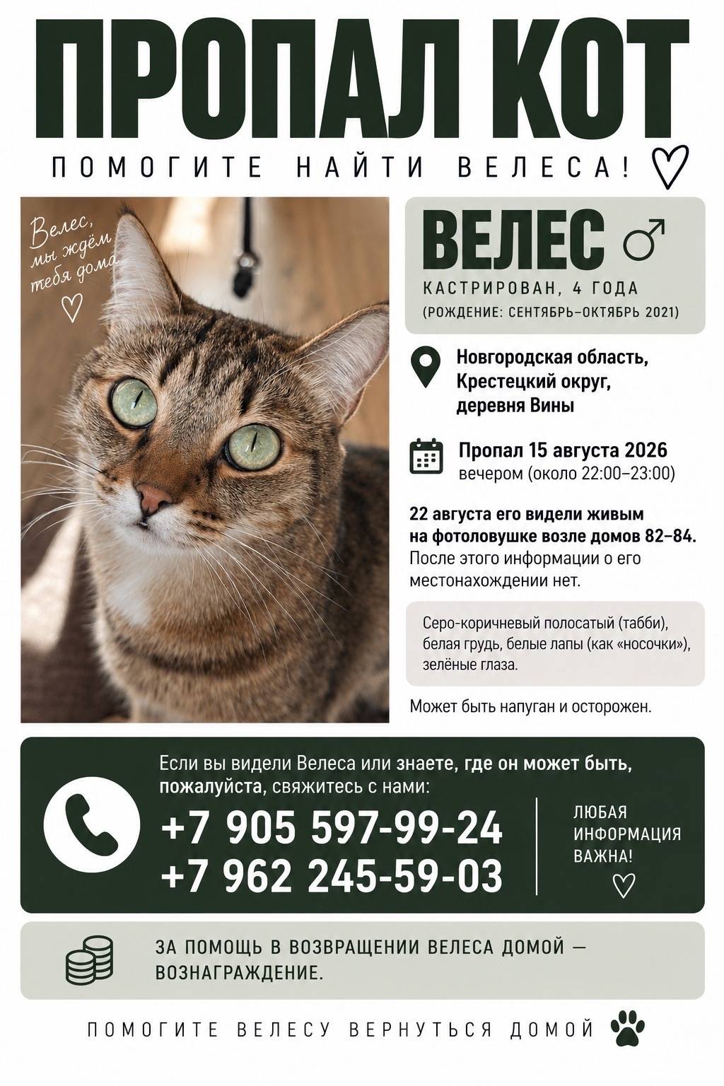 Пропал кот Велес, д. Вины, Крестецкий округ