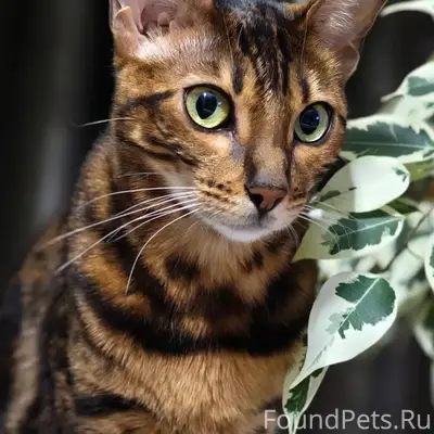 Пропала Бенгальская кошка