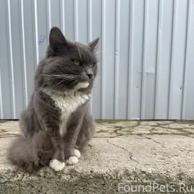 Найден котик Лунтик, Чмз