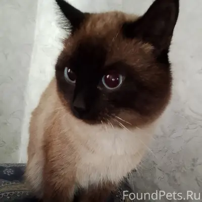 Пропал кот Вася