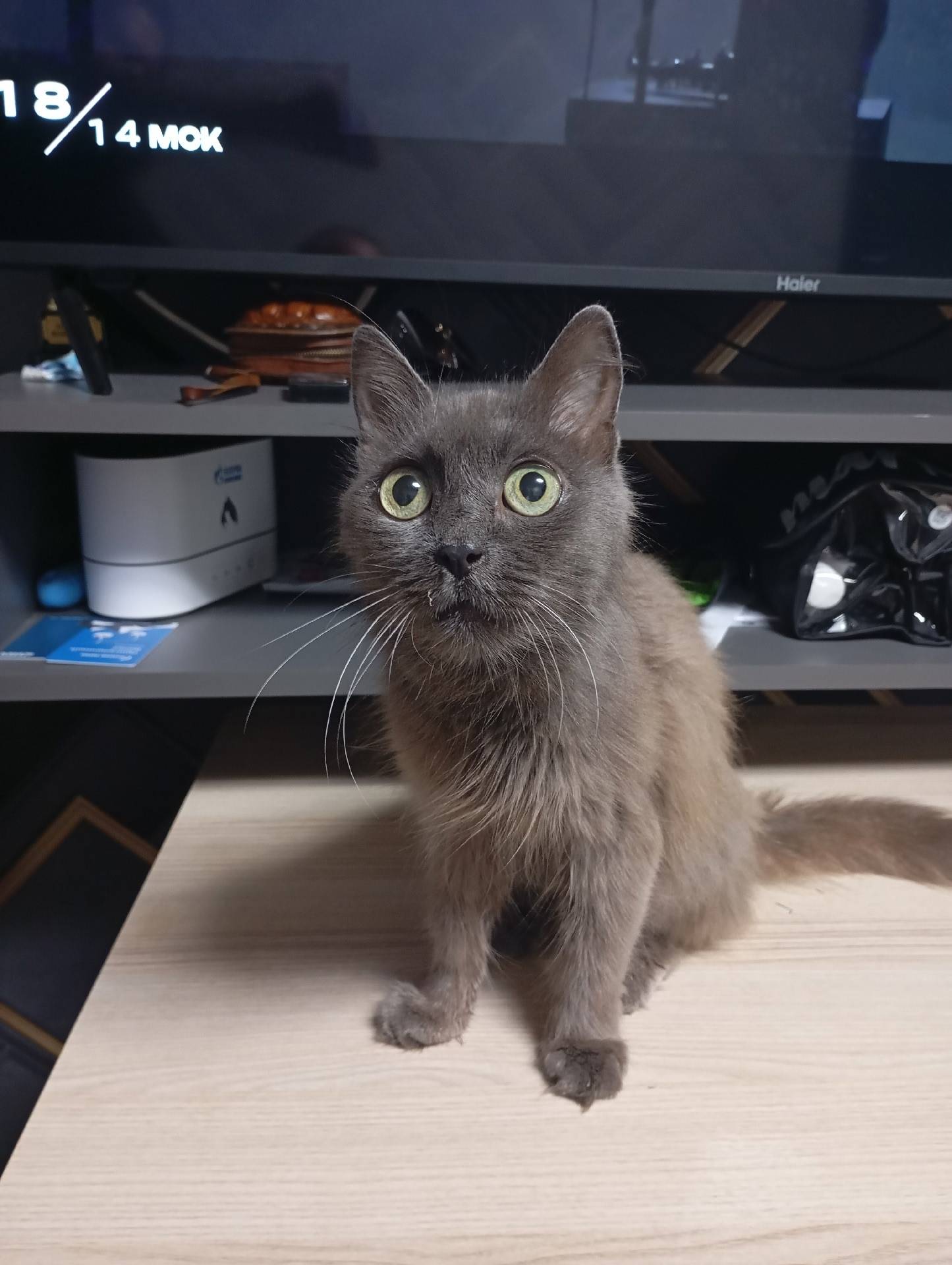 Найдена кошка, передержка