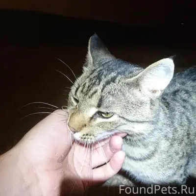 Приблудился кот, ул. Колобова