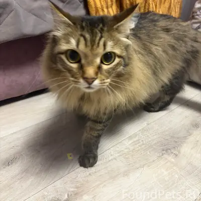 Найдена кошка, небольшая и ласковая