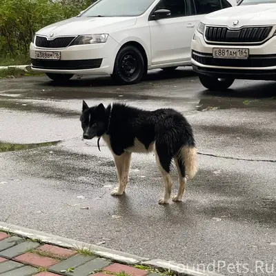 Найден пёс, мальчик, с ошейником