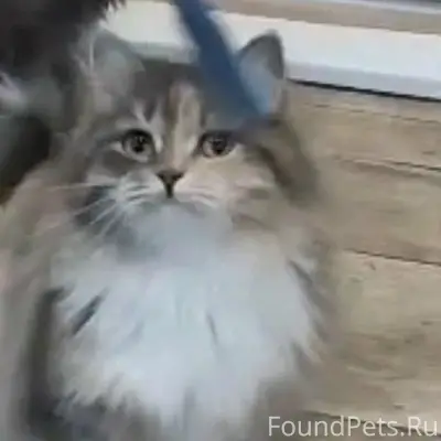 Пропала кошка, Лямцино