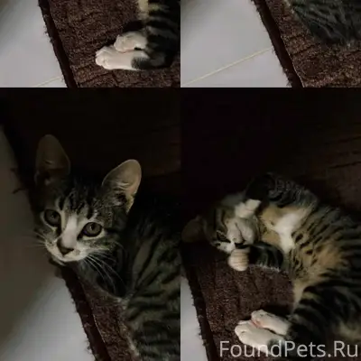 Пропал котёнок Сеня, Сенька