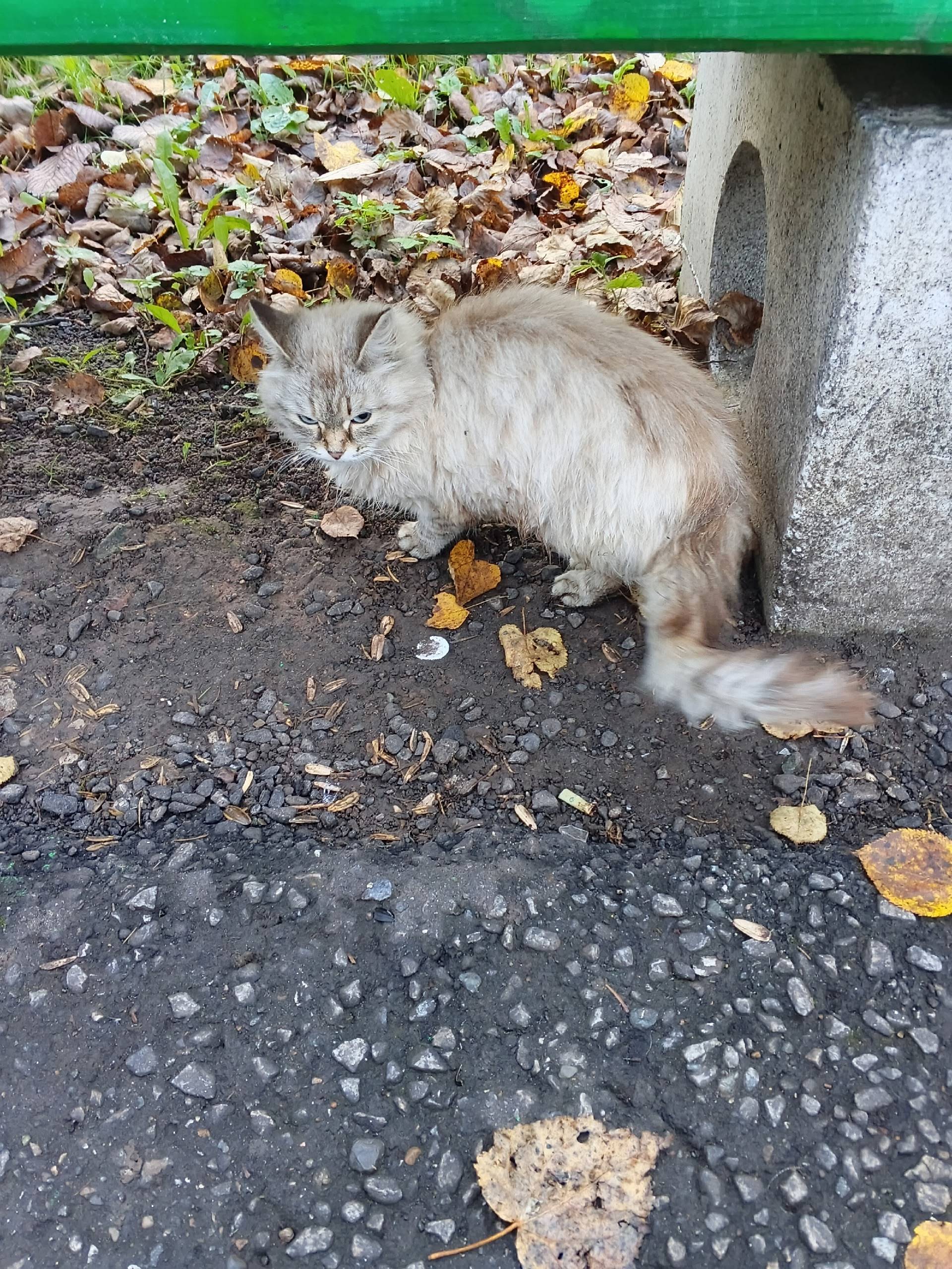 Найдена кошка, парк