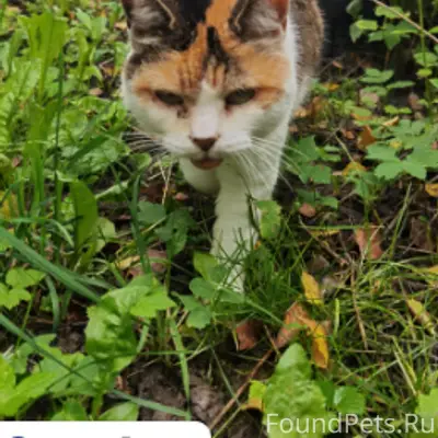 Пропала трёхцветная кошка