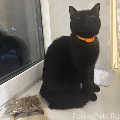 Пропал кот