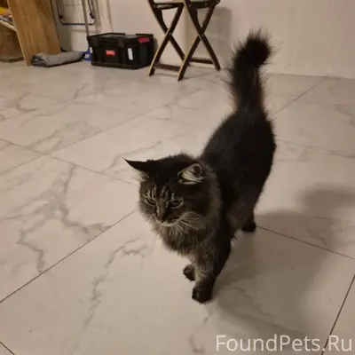 Пропала кошка