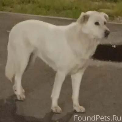 Найдена собака в Новочебоксарске