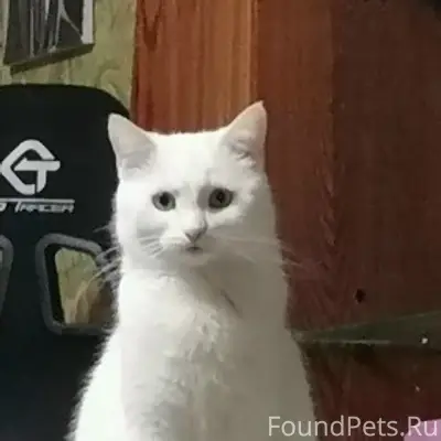 Пропала кошка Ася, улица Леднева