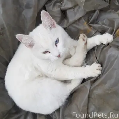 Пропала белая кошка, около Рощинских улиц