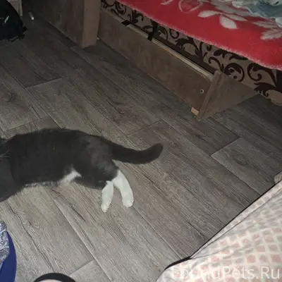 Пропал кот Кит, Коломна