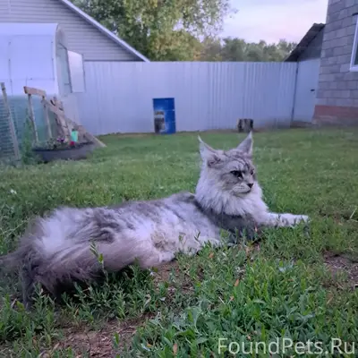 Пропала кошка, Ленинградский переулок
