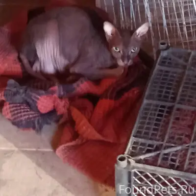Найден кот, 9 квартал