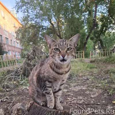 Найдена кошка, Ладо Кецхавели 93