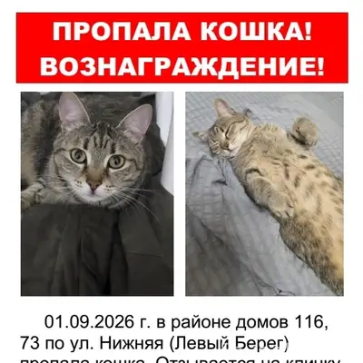 Пропала кошка Сима, Воронеж, Левый Берег