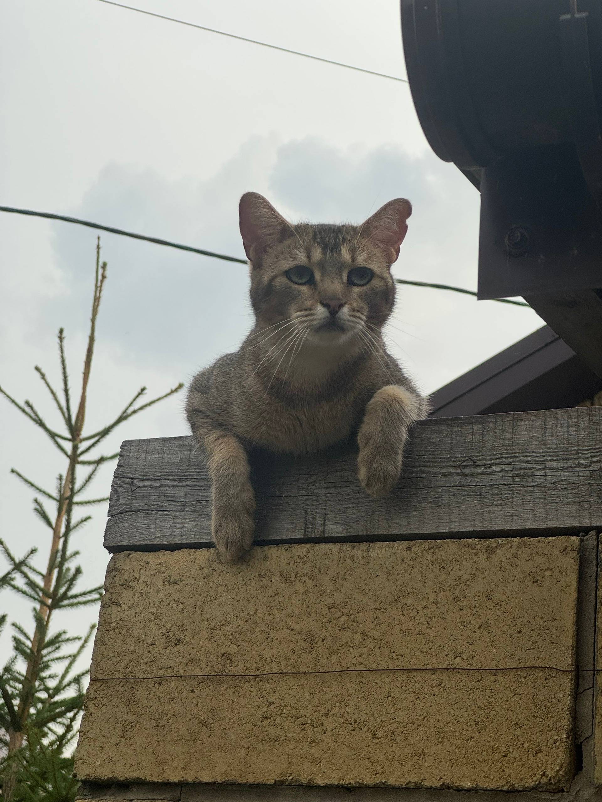 Пропал кот, Подстепки