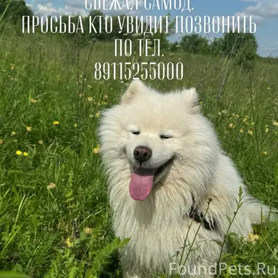 Пропала собака самоед, 