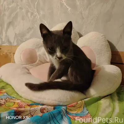 Найден котёнок, город Невель
