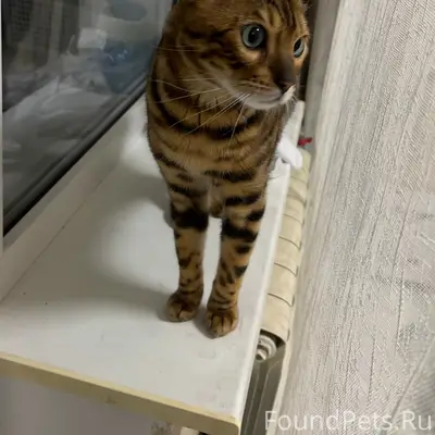 Найден бенгальский кот, социалистическая 2